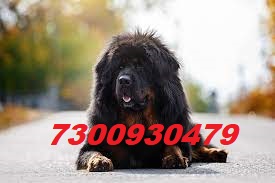 Tibetan Mastiff